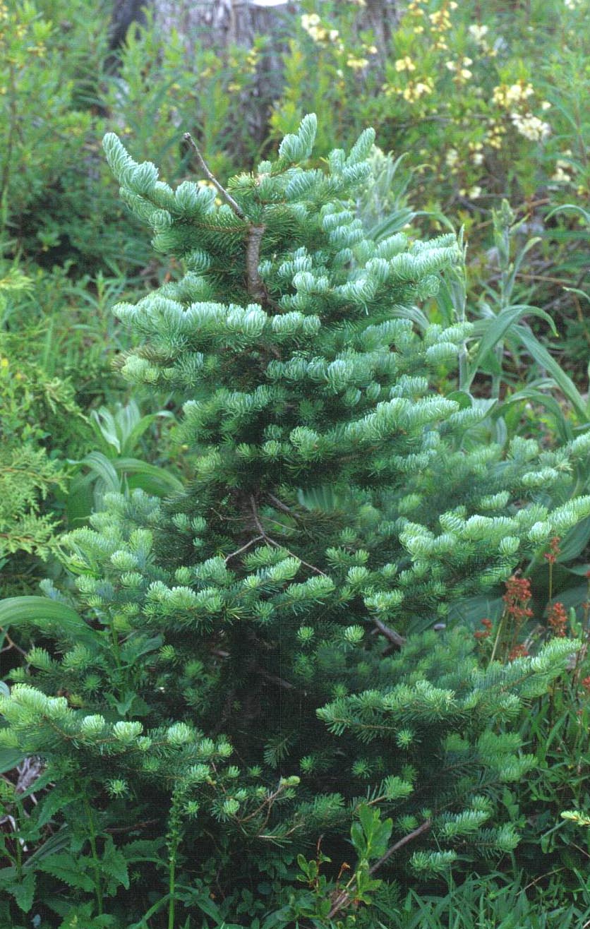 Abies lasiocarpa