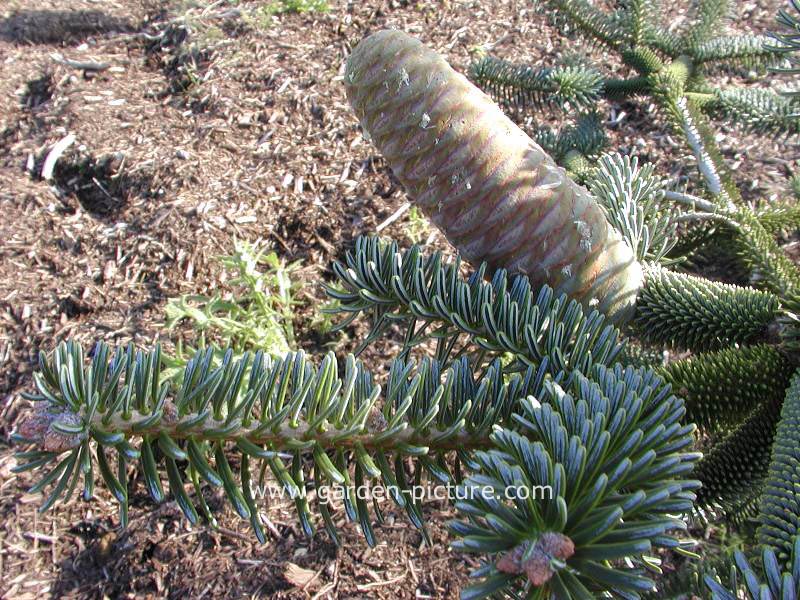 Abies numidica (59029)