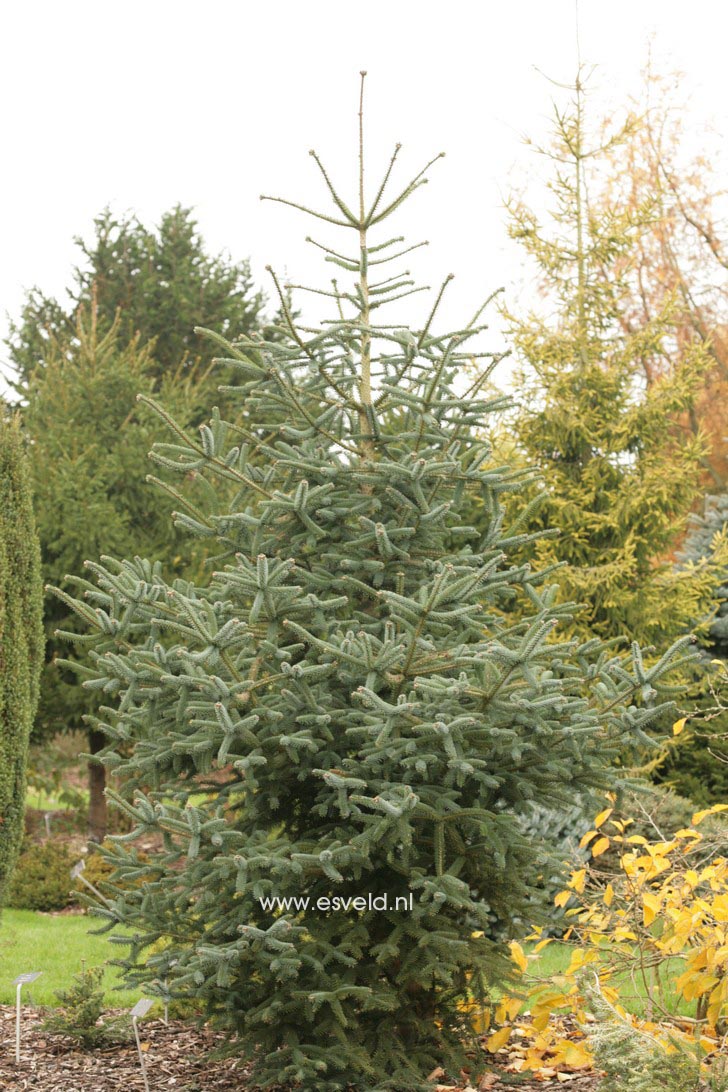 Abies pinsapo 'Soltau' (36804)