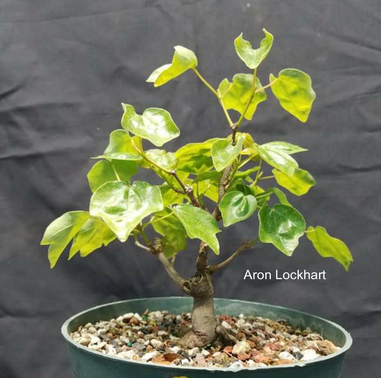 Acer buergerianum 'Maruba to kaede'