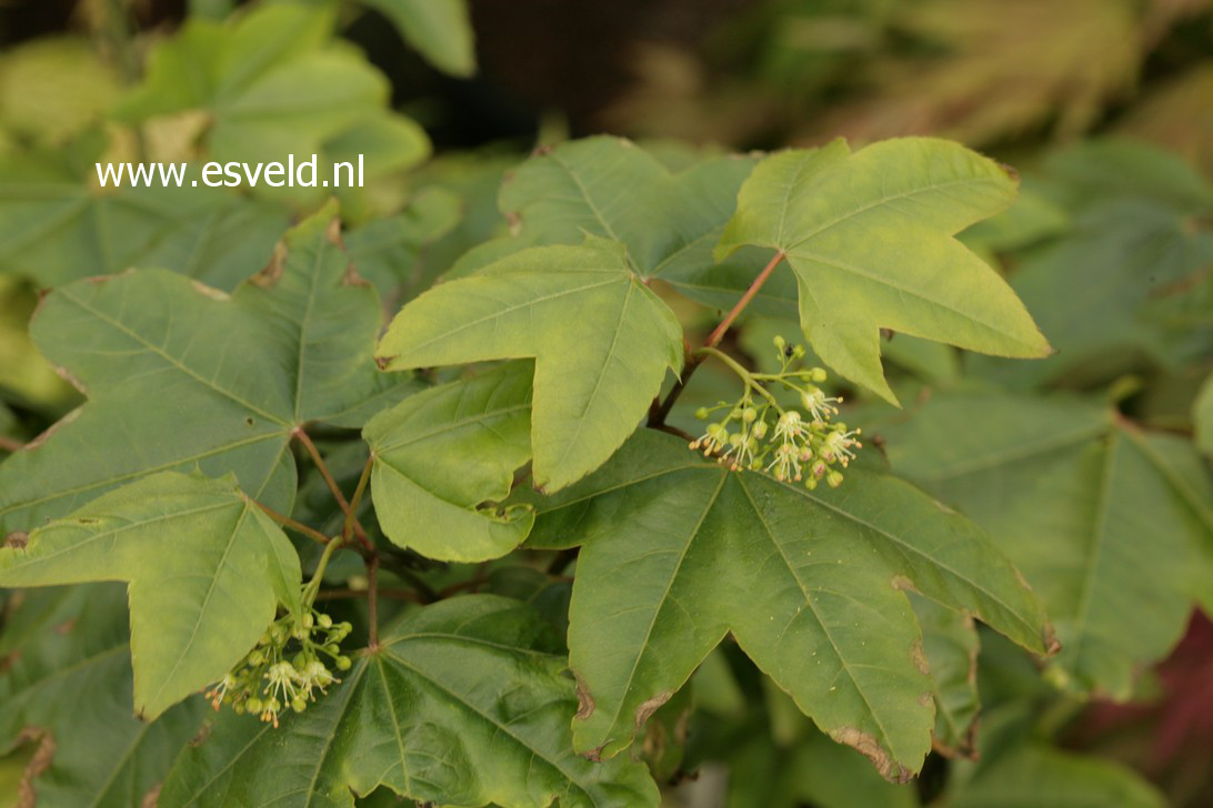 Acer campbellii ssp. sinense 'Rogov' (42672)