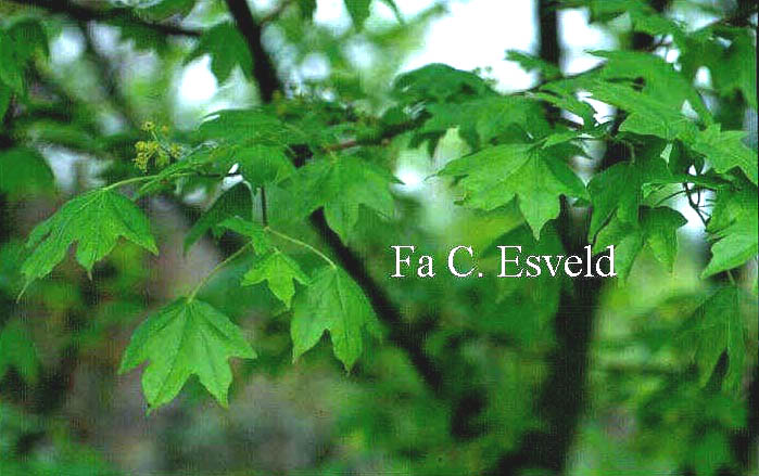 Acer campestre 'Acuminatilobum' (2135)