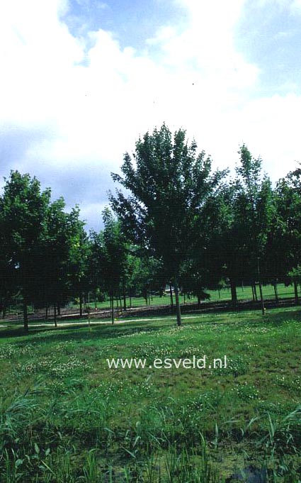 Acer campestre 'Arends' Acer campestre 'Arends'