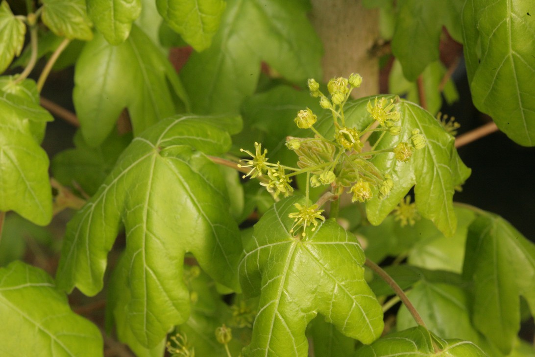 Acer campestre 'Eko Effen' (70548)