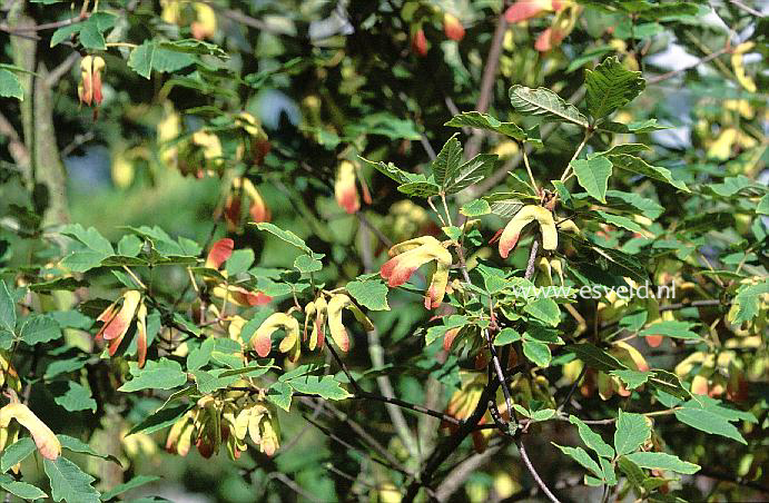 Acer griseum x maximowiczianum (17820)