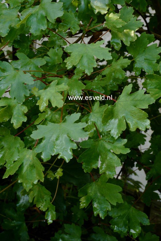 Acer hyrcanum 'Alma Mater' (B6077)