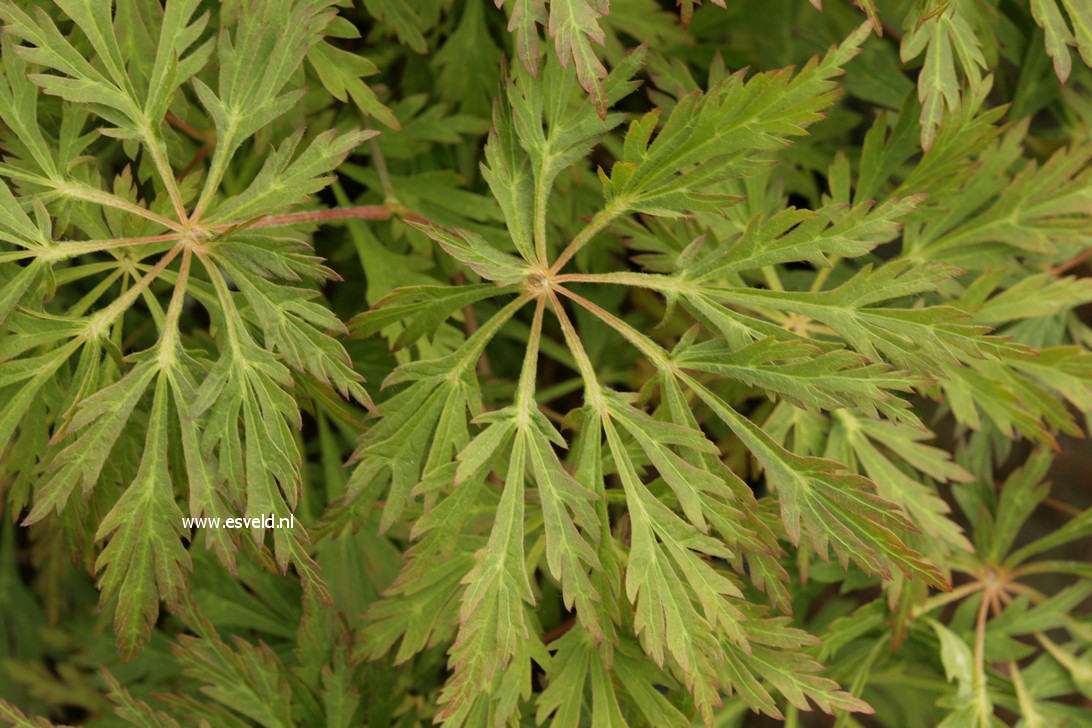 Acer japonicum 'Girard's Dwarf'