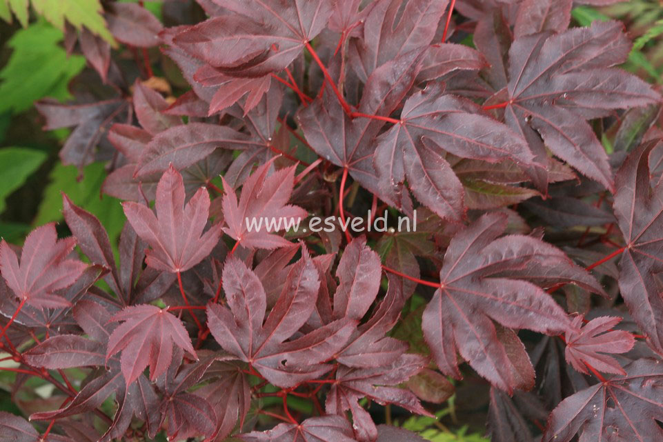 Acer palmatum 'Adriaan's Compact' (23088)