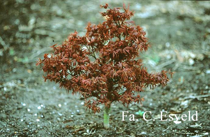 Acer palmatum 'Alpine Surprise' (17141)