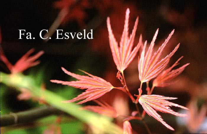 Acer palmatum 'Ao-yagi-gawa' (17275)