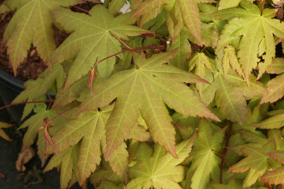 Acer palmatum 'Asian Queen' (70601)