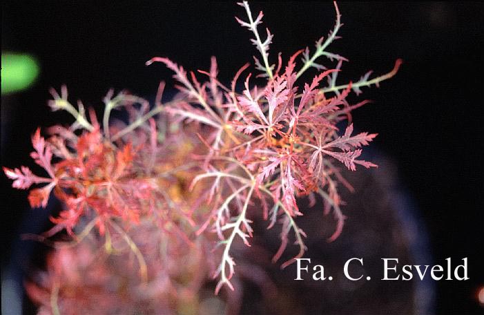 Acer palmatum 'Baby Lace' (15475)