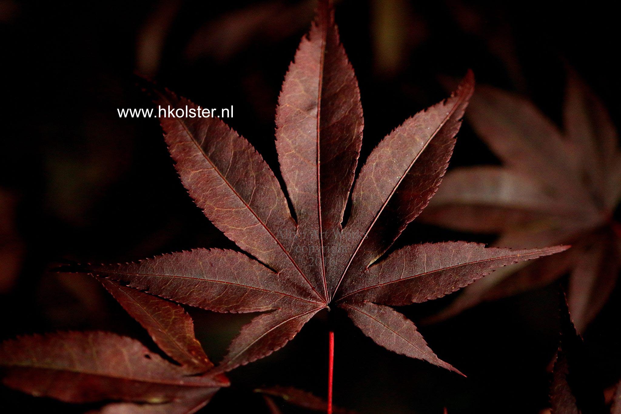 Acer palmatum 'Baumel' (78988)