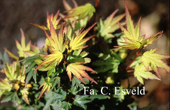 Acer palmatum 'Berry Broom' (16410)
