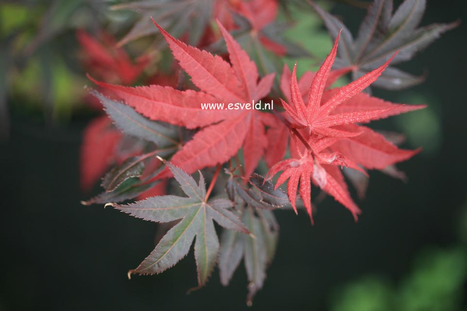 Acer palmatum 'Cindy' (24186)