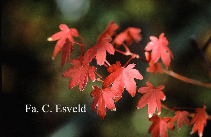 Acer palmatum 'Collingwood Ingram' (16124)