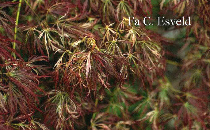 Acer palmatum 'Dissectum Variegatum' Acer palmatum 'Dissectum Variegatum'