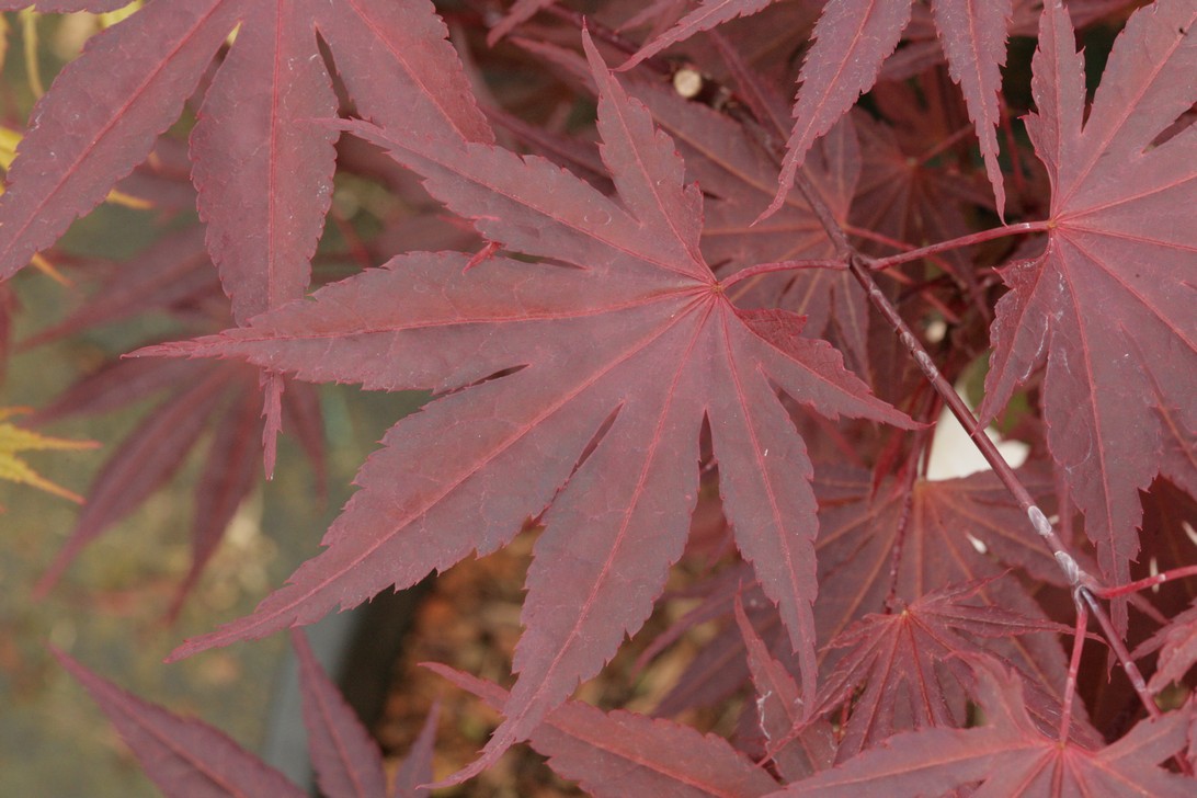 Acer palmatum 'E.P.' (70600)