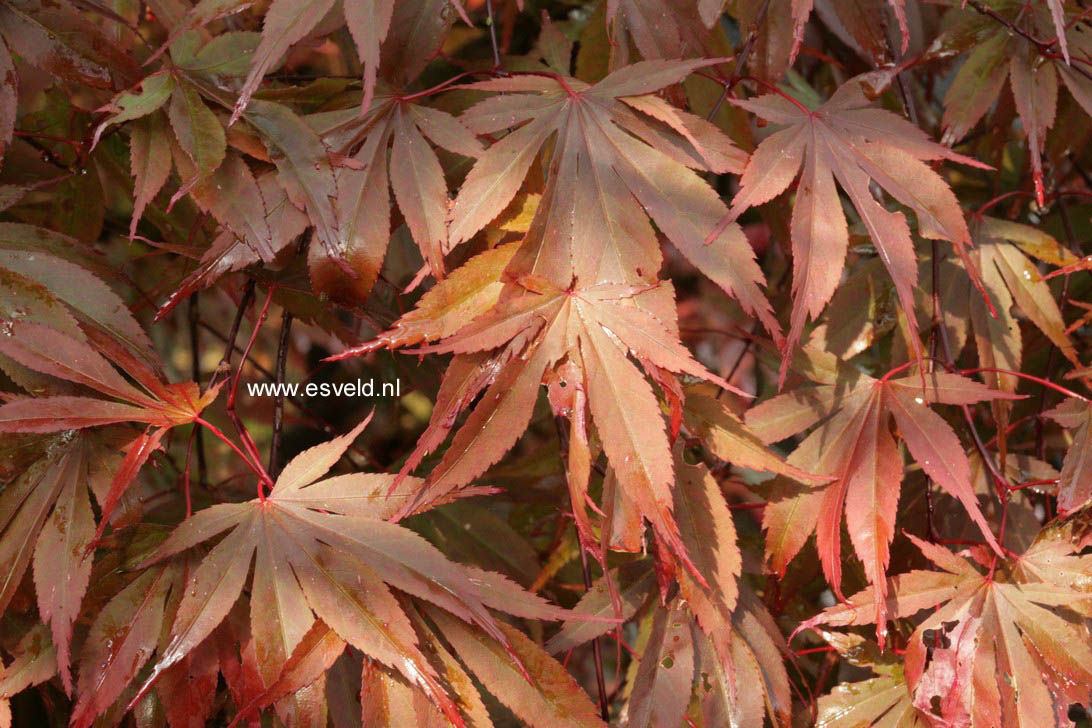 Acer palmatum 'Edna Bergman' (76280)