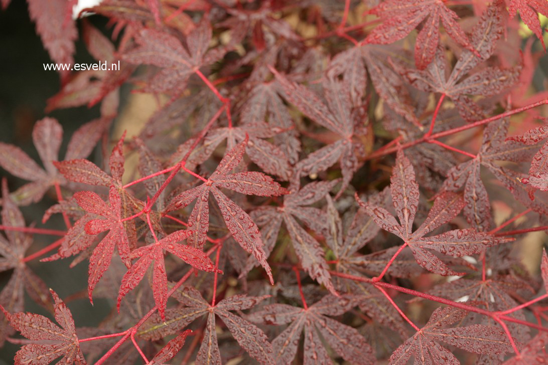 Acer palmatum 'Elizabeth' (38153)