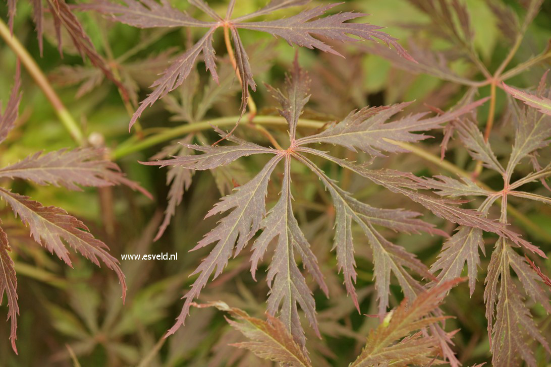 Acer palmatum 'Elmwood Spreader' (42671)