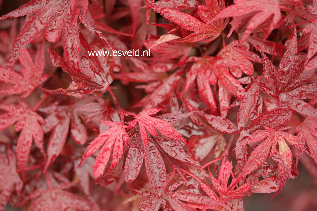 Acer palmatum 'Fireball' (38190)