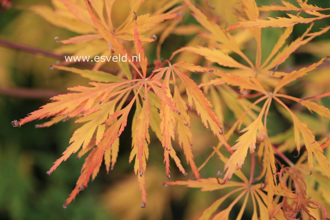 Acer palmatum 'Germaine's Gyration' (27564)