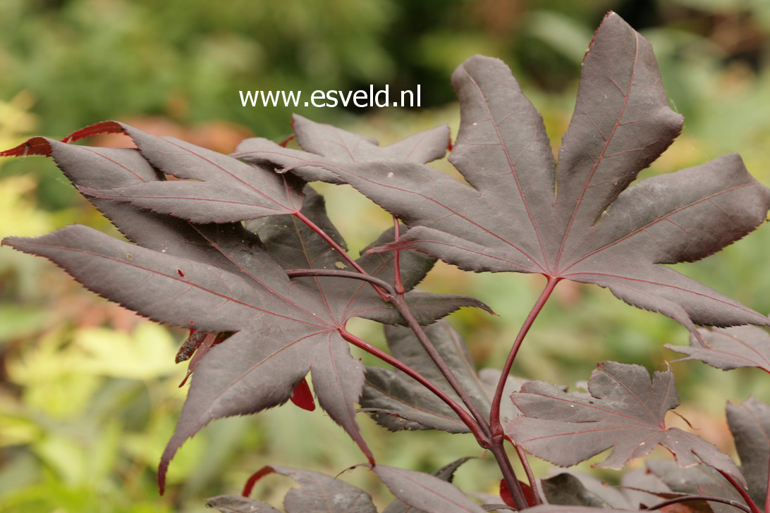 Acer palmatum 'Glowing Embers' (38447)