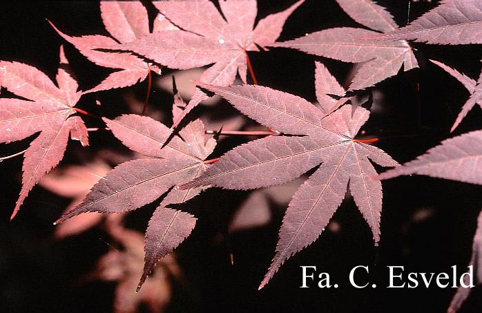 Acer palmatum 'Goten-nomura' (18305)
