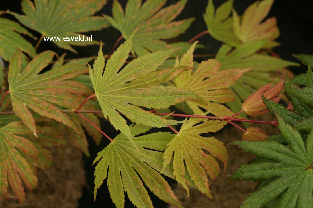 Acer palmatum 'Green Elf' (38167)