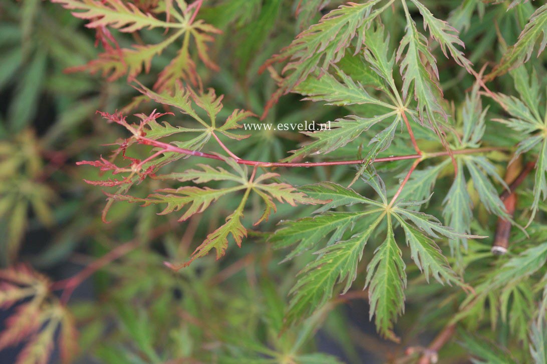 Acer palmatum 'Green Weeper' (33077)