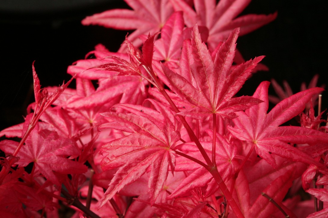 Acer palmatum 'Happy Corallinum' (70606)