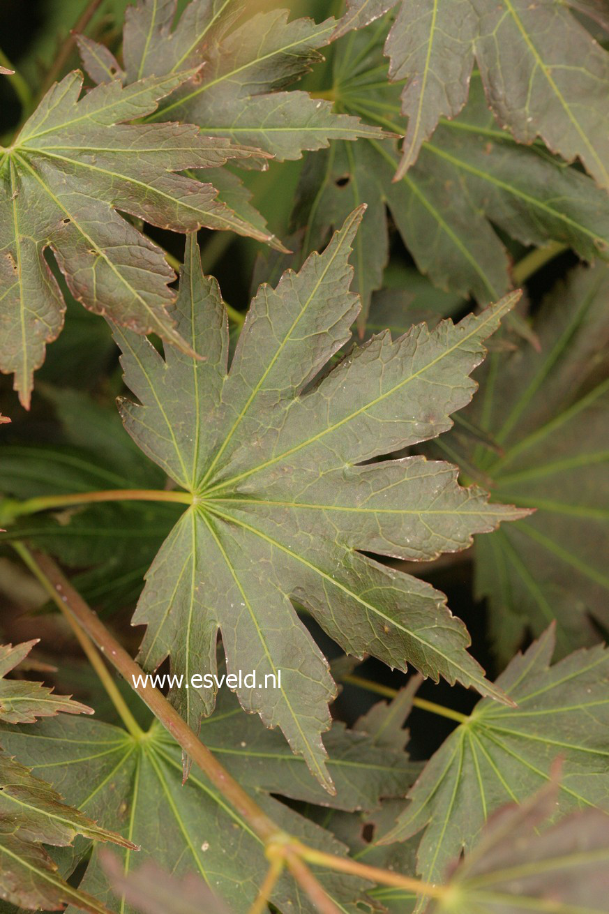 Acer palmatum 'Haru-iro' (43349)