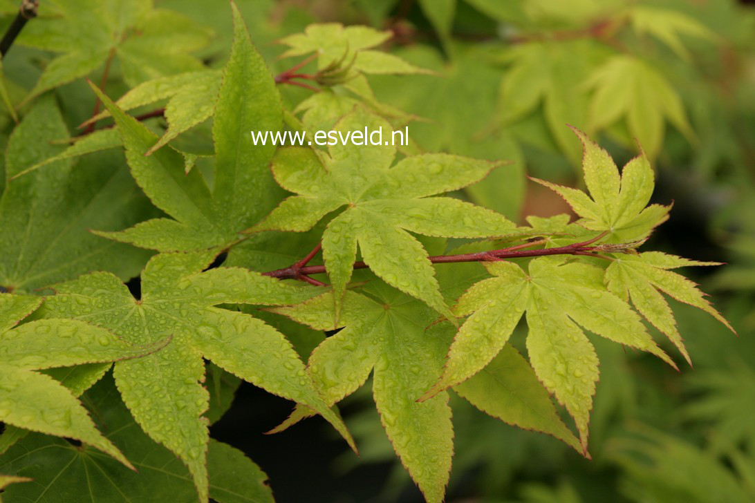 Acer palmatum 'Harvest Red' (38138)