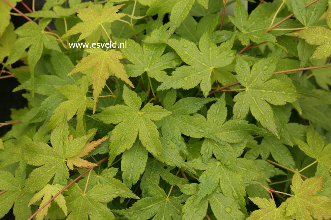 Acer palmatum 'Heavy Seed' (38165)