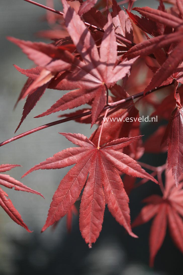 Acer palmatum 'Hefners Red' (25035)