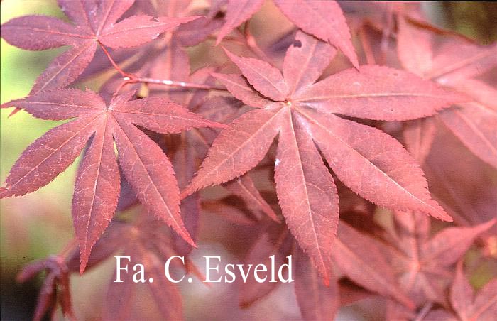 Acer palmatum 'Hi-no-tsukasa' (17277)