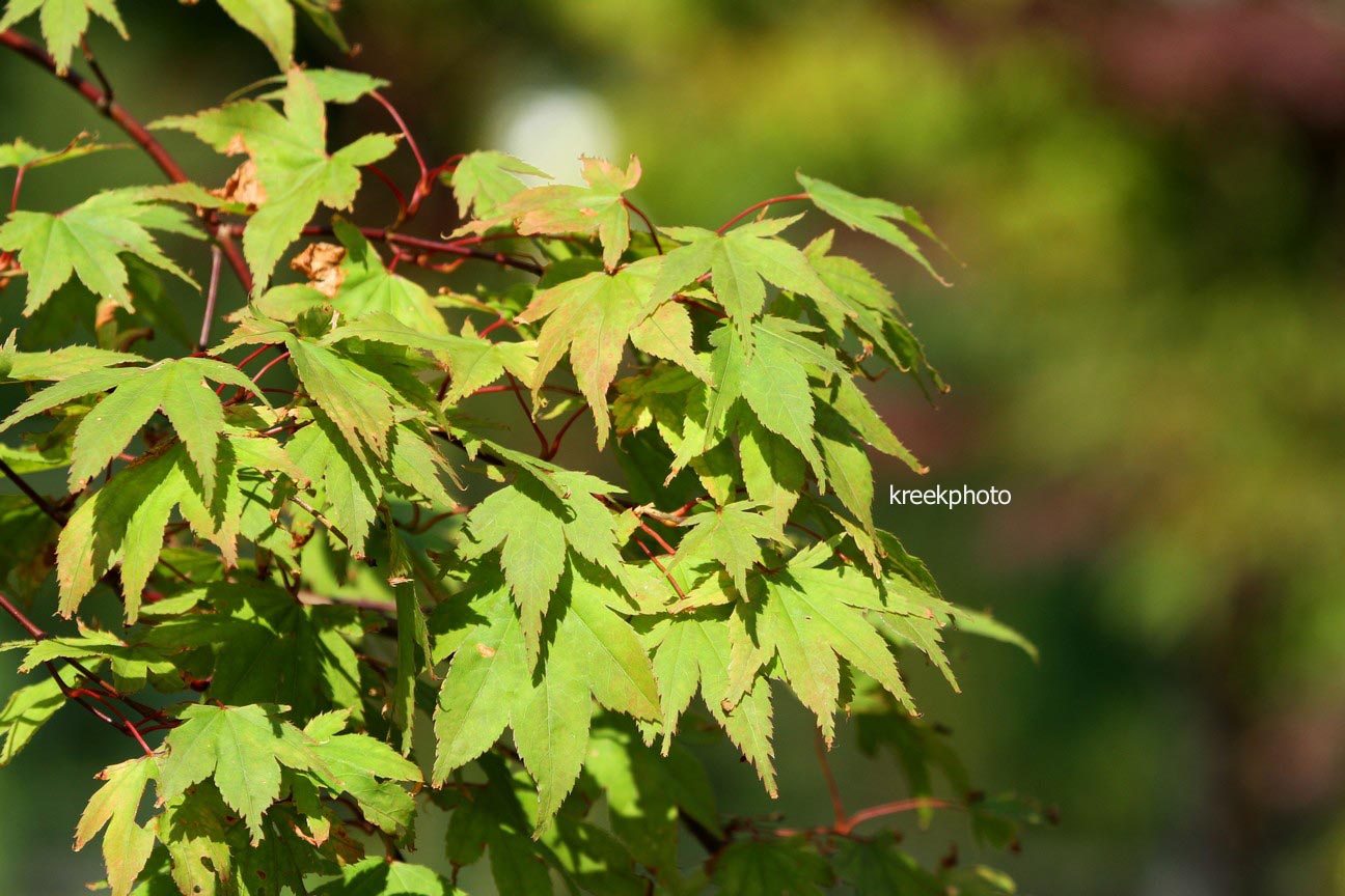 Acer palmatum 'Ikaruga' (96193)