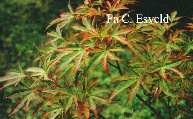 Acer palmatum 'Itami-nishiki' (1176)
