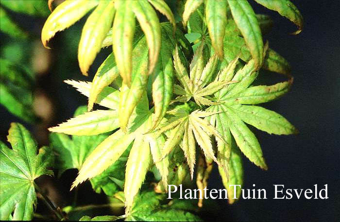Acer palmatum 'J.B.1' (14282)