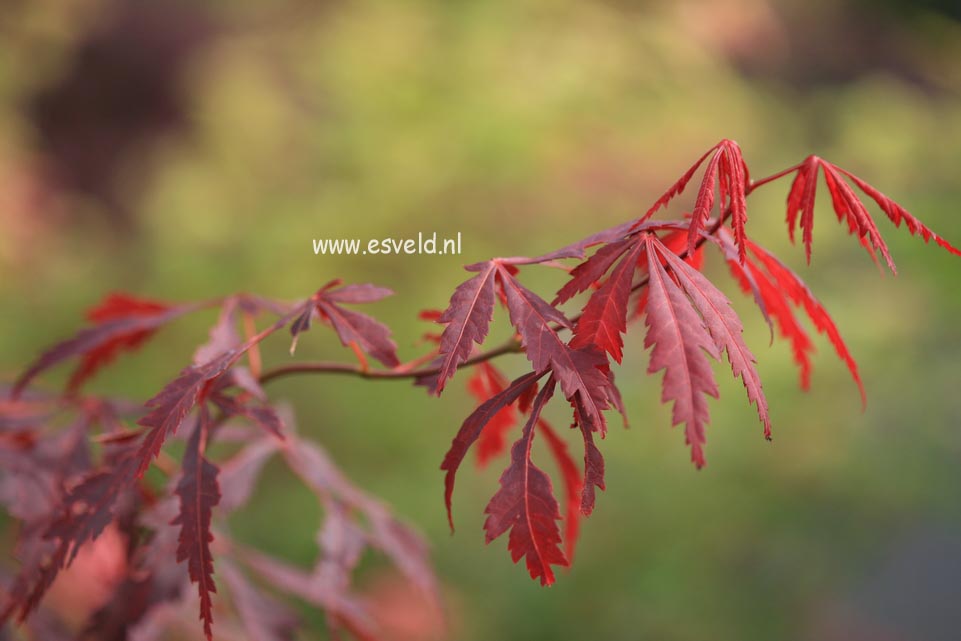Acer palmatum 'J.J.' (24211)