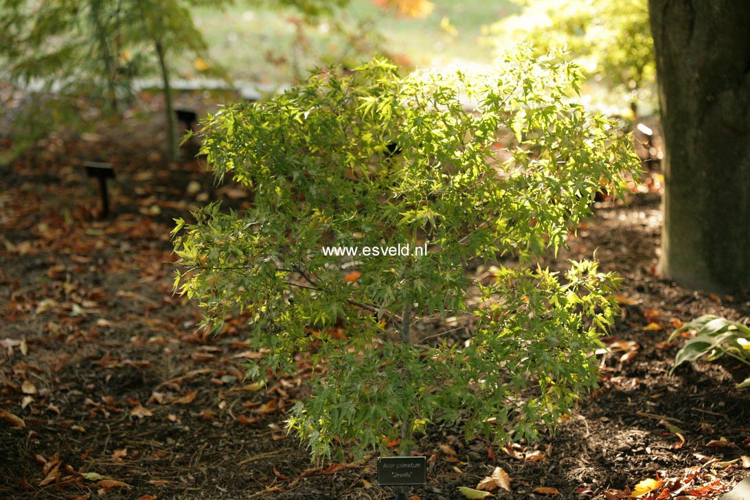 Acer palmatum 'Jewels'