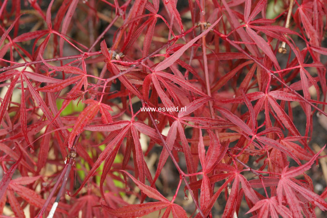 Acer palmatum 'Keiser' (76235)
