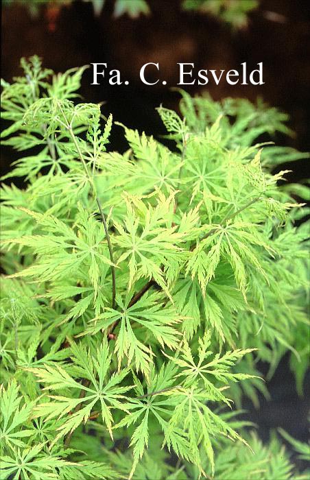 Acer palmatum 'Ki-hachi-gire' (17291)