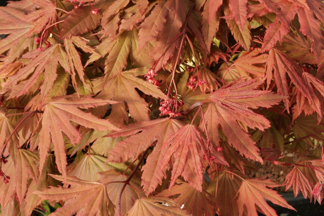 Acer palmatum 'Ki-setsudde' (70607)