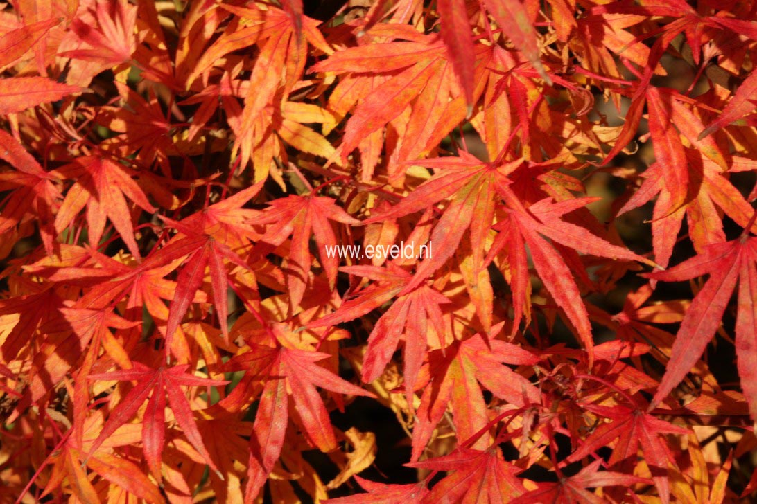 Acer palmatum 'Ko-chidori' (36758)