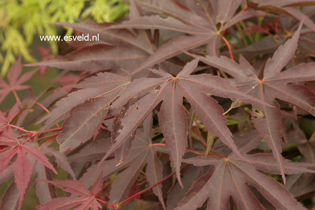 Acer palmatum 'Kuni-no-sato' (42790)