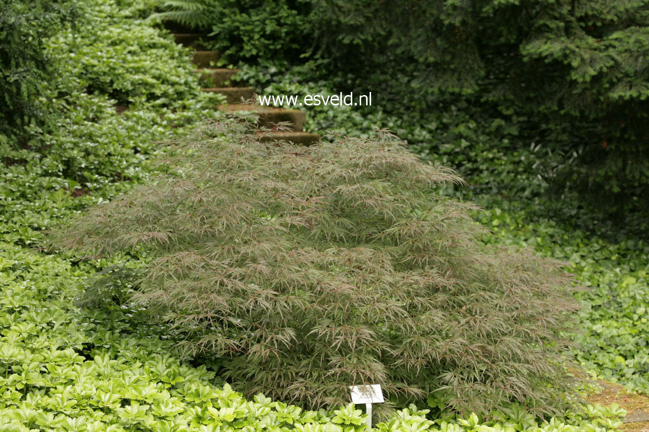 Acer palmatum 'Lionheart' (39240)