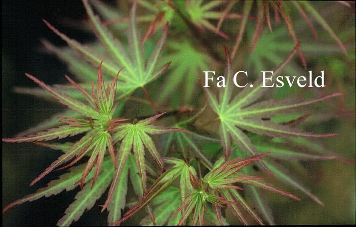 Acer palmatum 'Margaret' (10041)