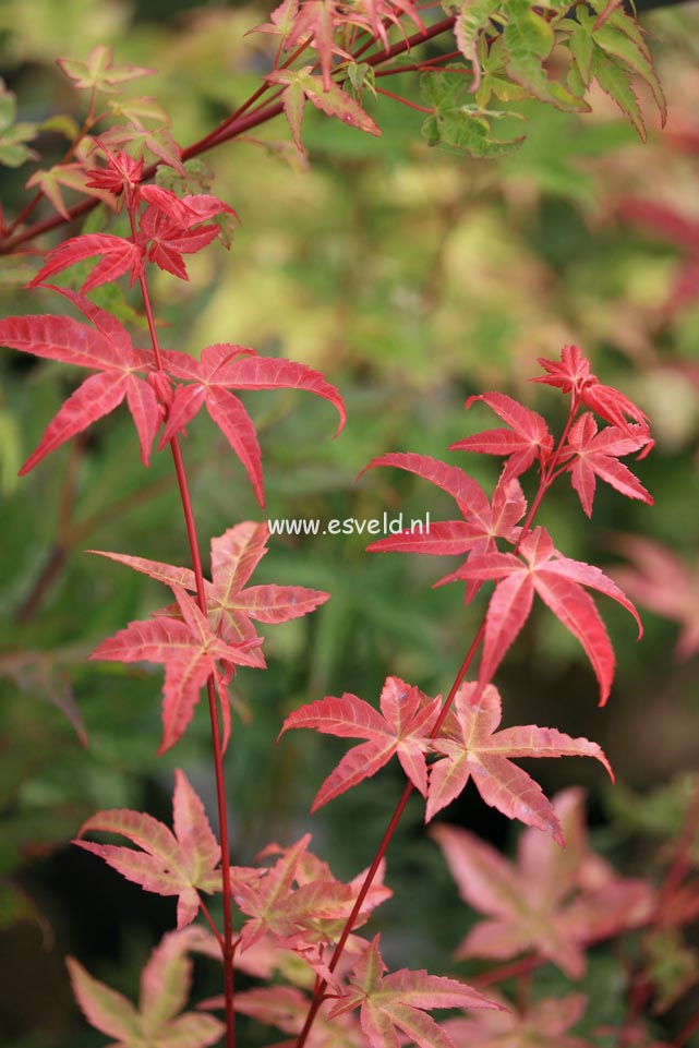 Acer palmatum 'Melanie' (24217)